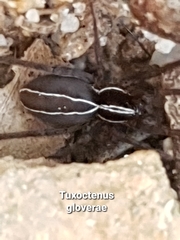 Tuxoctenus gloverae