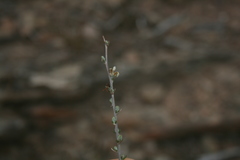 Wahlenbergia cinerea