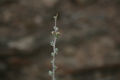 Wahlenbergia cinerea
