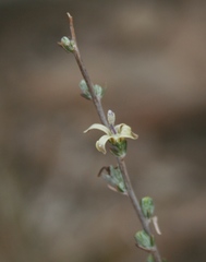 Wahlenbergia cinerea