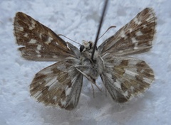 Pyrgus onopordi
