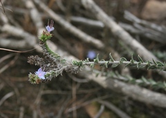 Lobostemon echioides