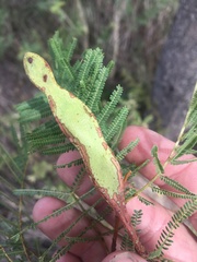 Vachellia bidwillii