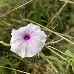 Ipomoea magnusiana