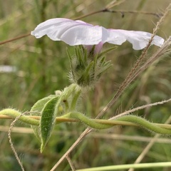 Ipomoea magnusiana