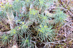 Euphorbia clava