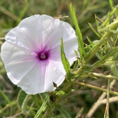 Ipomoea magnusiana
