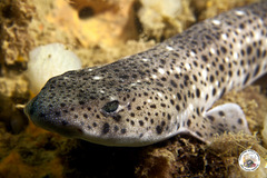 Scyliorhinus