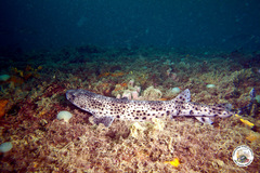 Scyliorhinus