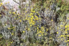 Helichrysum anomalum