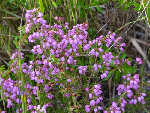 Image of Erica gracilis by (c) Shaun Swanepoel, some rights reserved (CC BY)