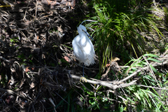 Egretta garzetta
