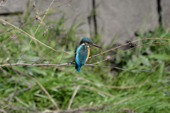 Alcedo atthis