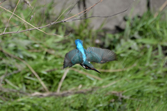 Alcedo atthis