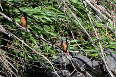 Alcedo atthis