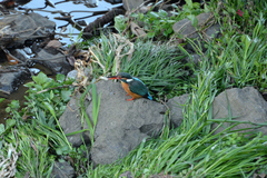 Alcedo atthis