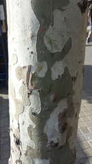 Platanus × hispanica