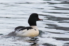 Mergus merganser