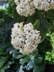 Viburnum tinus