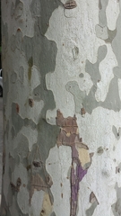 Platanus × hispanica