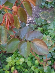 Rosa