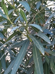 Nerium oleander