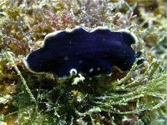 Pseudoceros duplicinctus