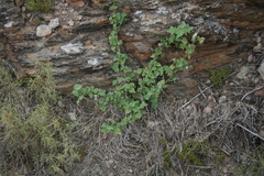 Abutilon sonneratianum