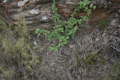 Abutilon sonneratianum