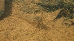 Macrobrachium nipponense