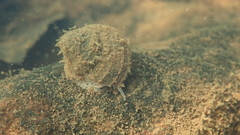 Angulyagra polyzonata