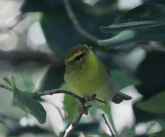 Phylloscopus ruficapilla
