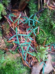Abies balsamea image