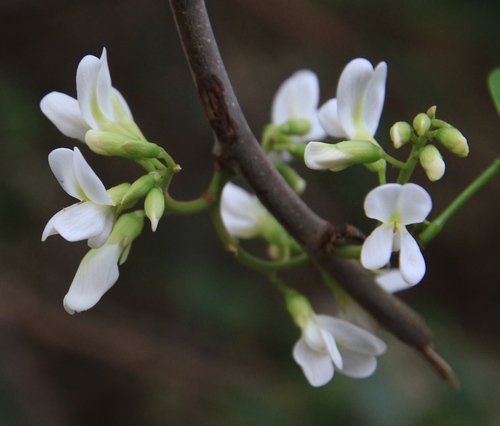 Image of Dalbergia brownei by (c) Brian Oakes Haiti Hunter, some rights reserved (CC BY)