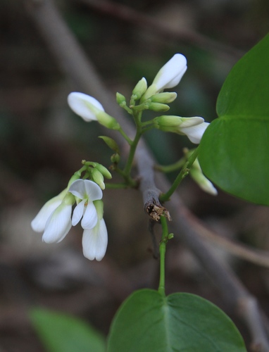 Image of Dalbergia brownei by (c) Brian Oakes Haiti Hunter, some rights reserved (CC BY)