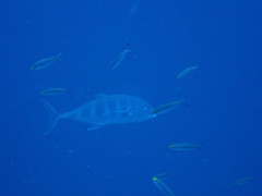 Ferdauia ferdau