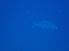 Ferdauia ferdau