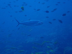 Scomberoides