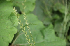 Lolium multiflorum × perenne