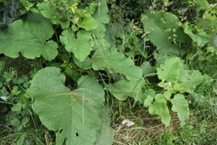 Lolium multiflorum × perenne
