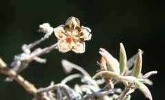 Trichodiadema gracile