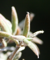 Trichodiadema gracile