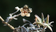 Trichodiadema gracile