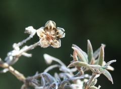 Trichodiadema gracile