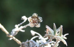 Trichodiadema gracile