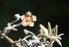 Trichodiadema gracile