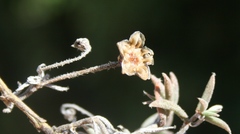 Trichodiadema gracile