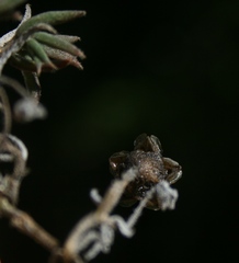 Trichodiadema gracile