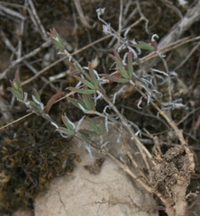 Trichodiadema gracile
