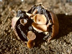 Ciboria batschiana